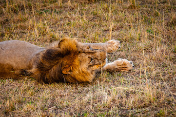 It's Lion, king of the jungle, in Kenya