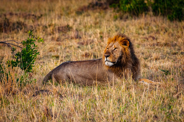 It's Lion, king of the jungle, in Kenya