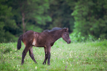 Foal in the meadow