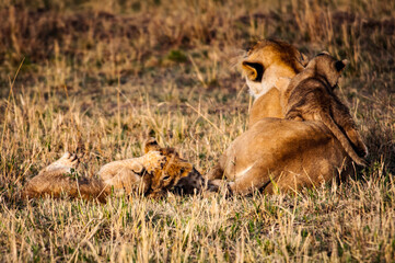 It's Lioness and her little lion cubs in Kenya