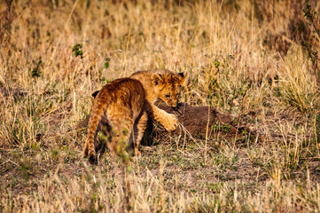 It's Lioness and her little lion cubs in Kenya