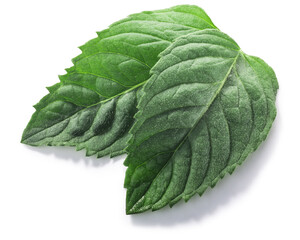 Peppermint leaves (Mentha piperita foliage) isolated w clipping paths, top view © maxsol7