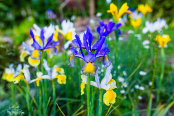 Fototapeta na wymiar Colorful iris flowers in the garden.