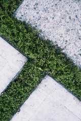 駐車場スリットのグランドカバーの植物