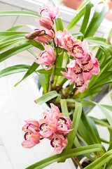 Vertical selective focus shot of pink cymbidium orchid flowers