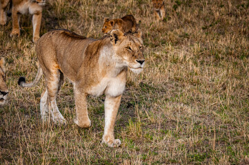 It's Lioness and her little lion cubs in Kenya