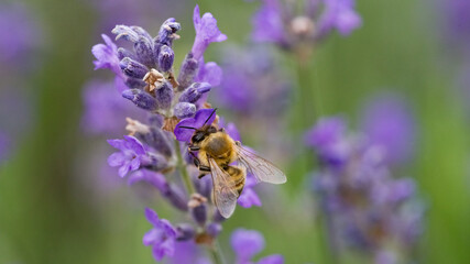 Honigbiene an Lavendelblüte