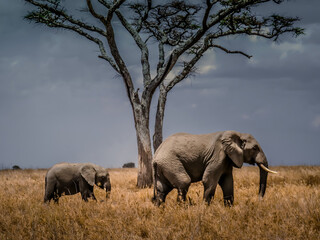 Fototapeta premium Éléphants Afrique