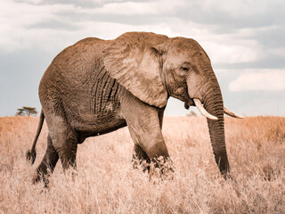 Éléphants Afrique
