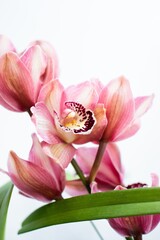 Vertical selective focus shot of pink cymbidium orchid flowers