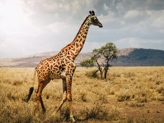 Girafe Afrique