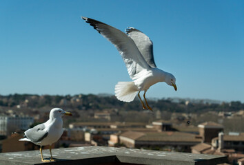 Seagulls flying for food at a rooftop in Rome.