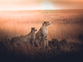Guépard Afrique Safari