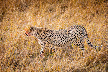 It's Beautiful leopard in the grass in Kenya, Africa