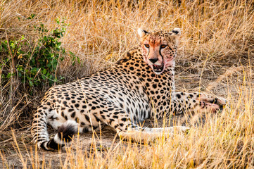 It's Beautiful leopard in the grass in Kenya, Africa