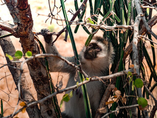 Vervet Singe Afrique