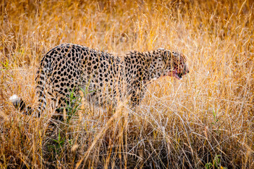 It's Beautiful leopard in the grass in Kenya, Africa