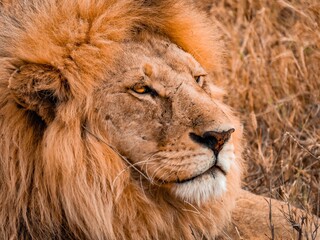Portrait Lion Savane Afrique