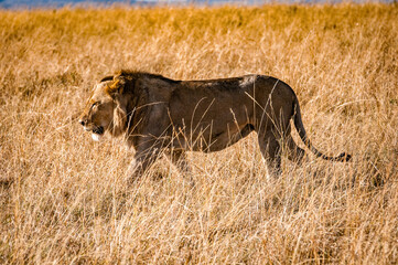 It's Lions in Kenya