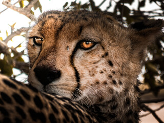 Guépard Afrique Safari