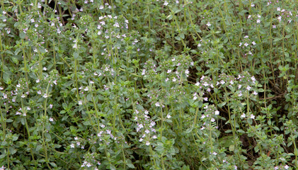 Thymus citriodorus  the lemon thyme herb plant