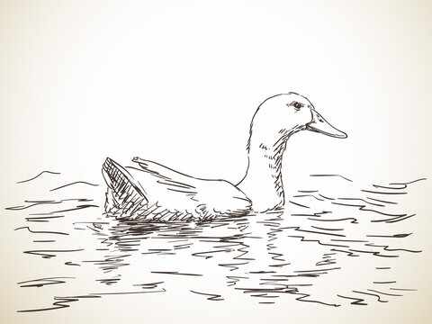 duck