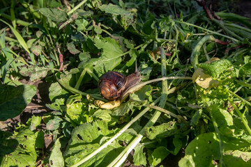 big snail creeps on radish leaves