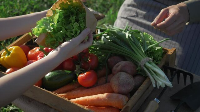 Farmer market outdoor - fresh organic vegetables, small local produce. Fresh organic food at the local farmers market, traditional way of selling agricultural products. eco food store