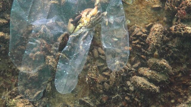 Plastic trash in the sea, animal killer in the water. Death trap for crab plastic glove. Black Sea