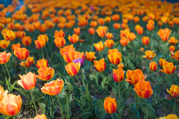 Nature Tulip flower Background/ Summer Easter is when the flowers are blooming behind the house, the flowers are also one of the flowers that bloom in the summer.