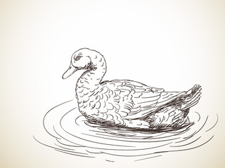 duck