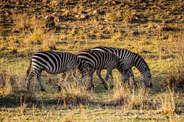 Fototapeta na wymiar It's Zebras in Africa
