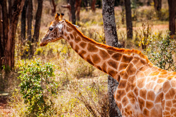 It's Giraffe in Kenya, Africa