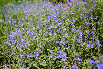 Close up blue little flowers and green grass. Meadow plant background.