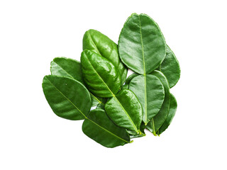 Kaffir lime leaves fresh bergamot leaf isolated on white background.