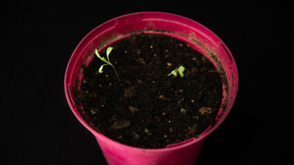 
Germination of green plants, in a flower pot, top view on black background