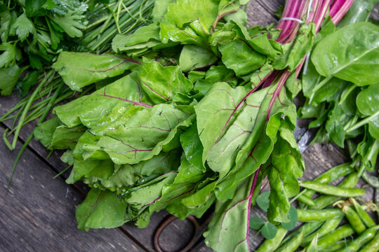 succulent chard and sorrel leaves