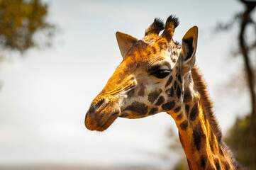 It's Giraffe in Kenya, Africa