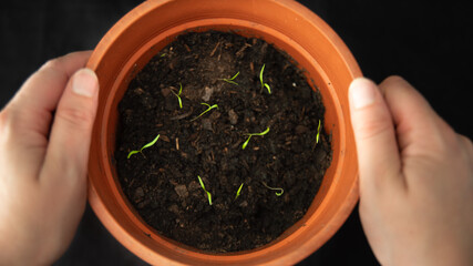 
Woman's hands carrying a flowerpot in which small plants begin to grow
, on black background