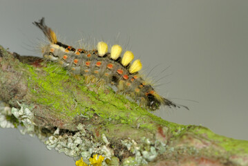 La chenille de l'étoilée (Orgya antiqua, Famille des  Erebidae)