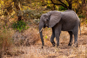 It's African elephant in Kenya