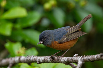 cinnamon-bellied flowerpiercer at flower
