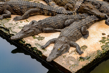 Crocodile in Laos