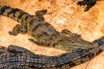 Crocodile in Laos