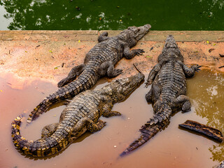 Crocodile in Laos