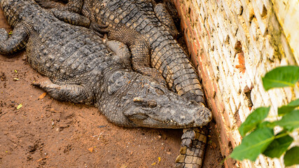 Crocodile in Laos