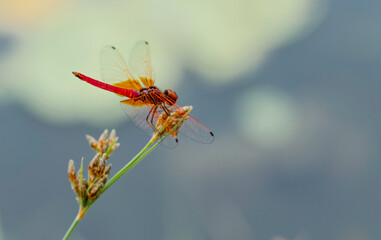 Colorful Dragon fly closeup macro photograph