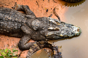 Crocodile in Laos