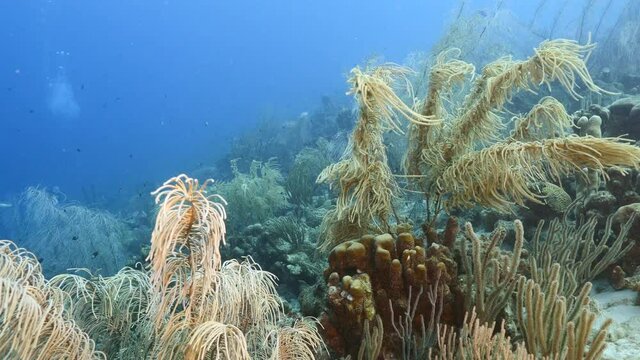 Seascape in turquoise water of coral reef in Caribbean Sea / Curacao with fish, coral and sponge