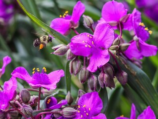 Bee on lavender